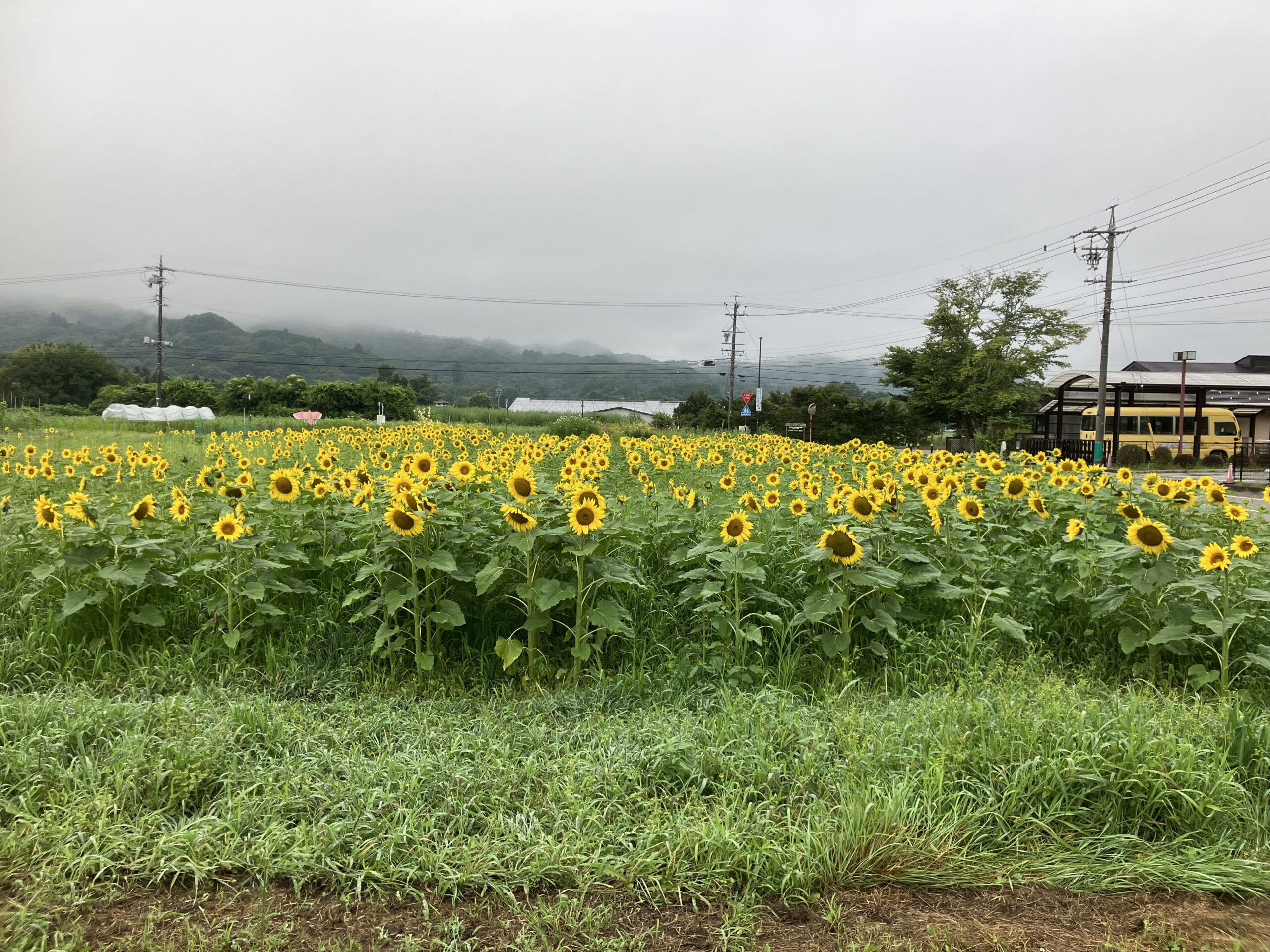 向日葵